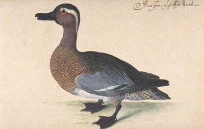 男性のティール、1604-80。 作： Johann Jakob Walther