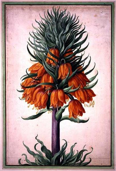 Fritillaria imperialis（クラウンインペリアル）プレート25（Nassau Florilegiumより）（水彩・紙 作： Johann Jakob Walther
