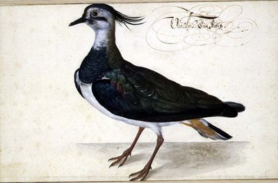 クロウタドリの研究 作： Johann Jakob Walther