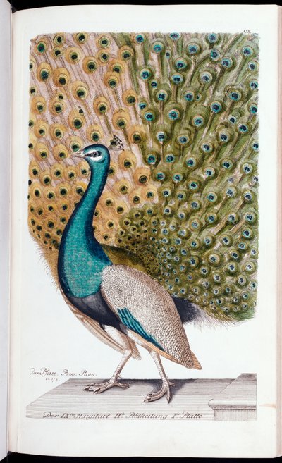 フルディスプレイのオスの孔雀、1763 作： Johann Leonhard Frisch