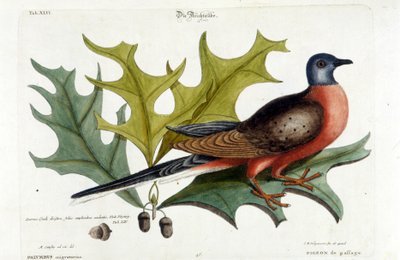 現在は絶滅している渡り鳥の鳩。動物園、セリグマン1749 作： Johann Michael Seligmann