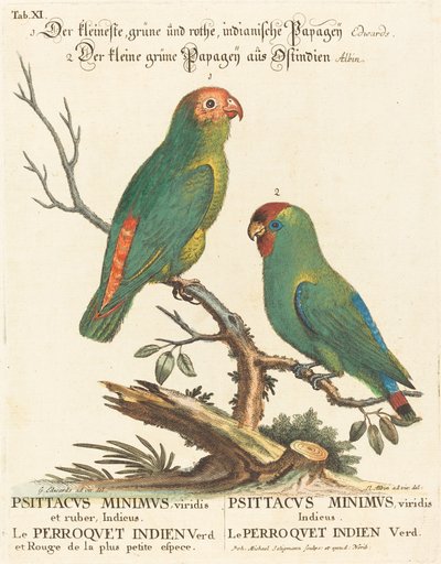 オウム (Le Perroquet Indien. Psittacus Minimus) 作： Johann Michael Seligmann after George Edwards