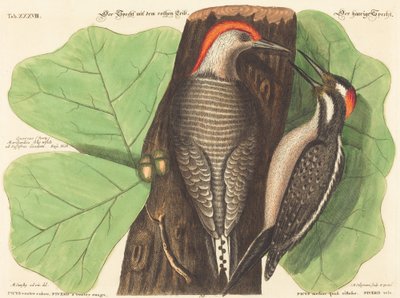 赤腹のキツツキ (Picus Carolinus) 作： Johann Michael Seligmann after Mark Catesby