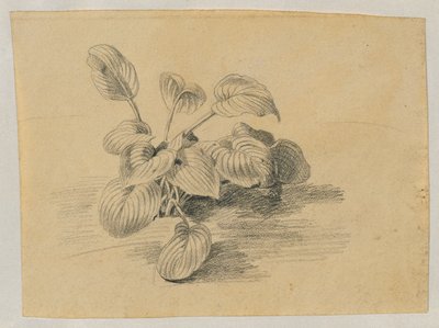 観葉植物の研究 作： Johann Peter Krafft