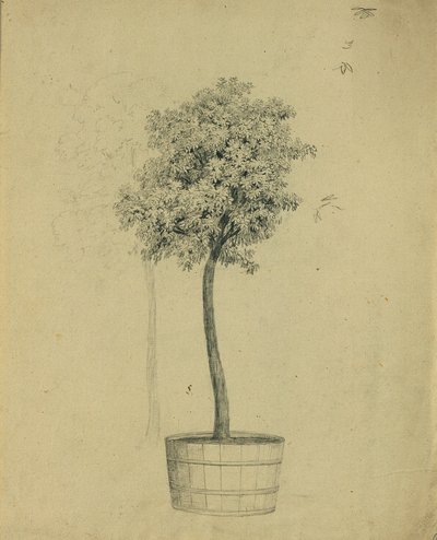 鉢植えの苗木の研究 作： Johann Peter Krafft