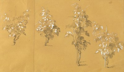 ワインストック、「ぶどう畑のヘルマンとドロテア」のための習作 作： Johann Peter Krafft
