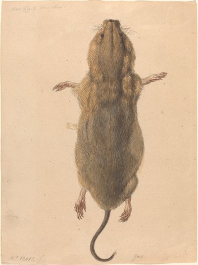 野ネズミ、上から 作： Johann Rudolph Schellenberg