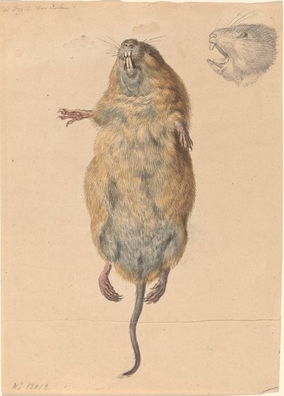 フィールド マウス、下から 作： Johann Rudolph Schellenberg