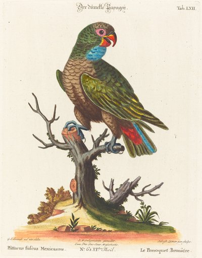 オウム (Le Parrot Brunatre. Pfittacus Fulcus Mexicanus) 作： Johann Sebastian Leitner after George Edwards