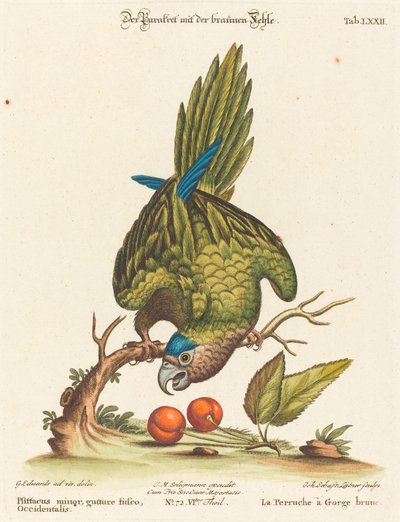 ノドジロインコ、西部 作： Johann Sebastian Leitner after George Edwards