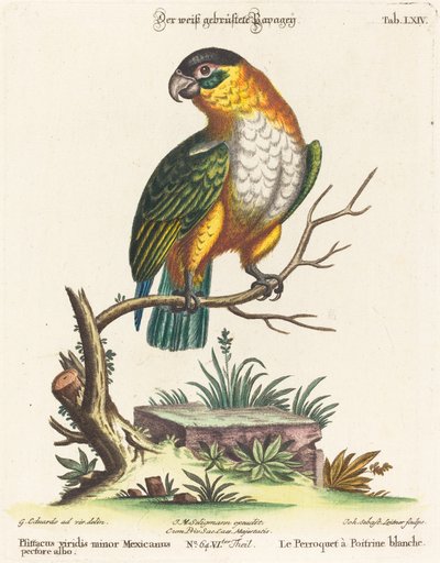 メキシカングリーンインコ 作： Johann Sebastian Leitner after George Edwards