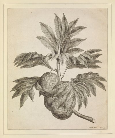 パンの木の枝 作： Johann Sebastien Muller