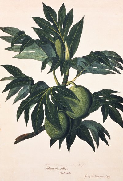 実をつけたパンの木の枝 1773年頃（エングレーヴィング） 作： Johann Sebastien Muller