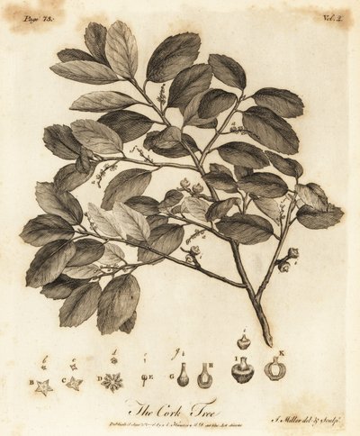 コルク オーク、ミズナラ。 作： Johann Sebastien Muller