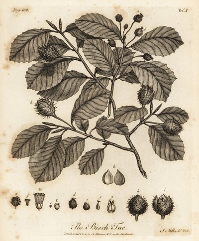 ヨーロッパのブナまたは一般的なブナ、Fagus sylvatica。 作： Johann Sebastien Muller