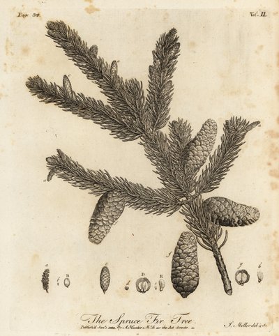 ノルウェーのトウヒまたはヨーロッパのトウヒ、アカエゾマツ 作： Johann Sebastien Muller