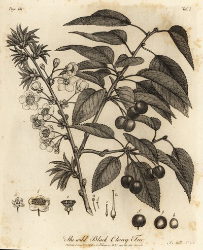 サワー チェリー、タルト チェリーまたはドワーフ チェリー、Prunus cerasus。 作： Johann Sebastien Muller