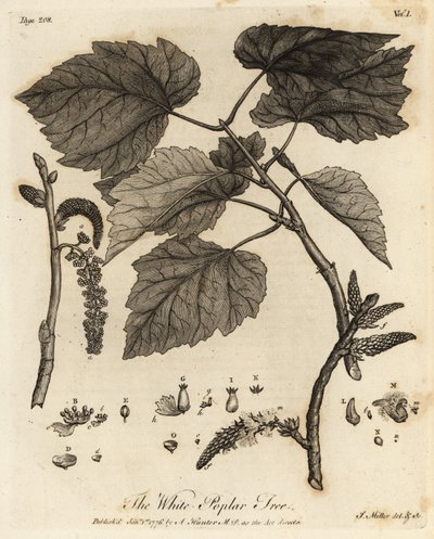 ホワイト ポプラの木、ポプラ アルバ。 作： Johann Sebastien Muller