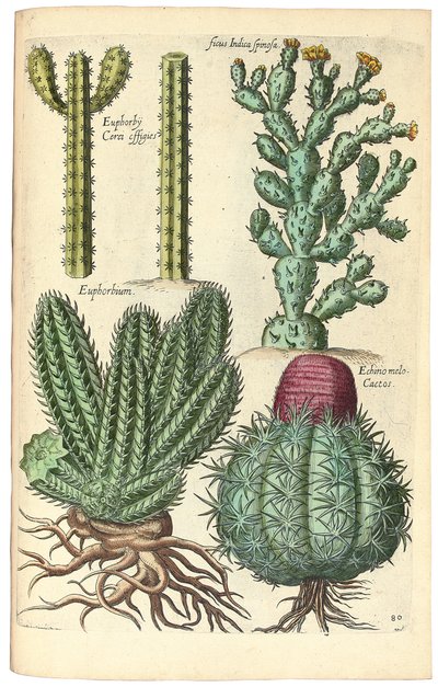 サボテン、1641 作： Johann Theodor de Bry