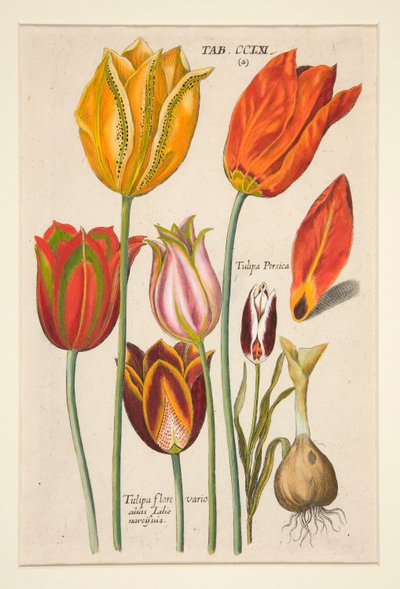 新しい Florilegium、これは花と植物のさまざまな最大光線 (フラワー プレート) です。 (チューリップ); 81プレートセットから 作： Johann Theodor de Bry