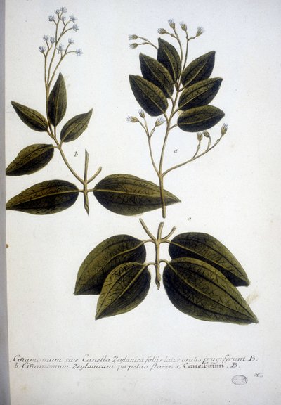 Cinnamomum Zeylanicum (Ceylon Cinnamomum) - 1737年にJ.W.Weinmannが作成したハーバリウムのエングレーヴィング。 作： Johann Wilhelm Weinman