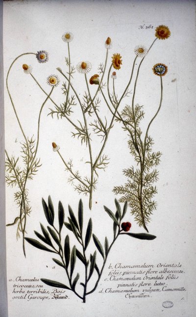 Chamaemelum（カモミール）の数種 -1737年にJ.W.Weinmannが作成したハーバリウムに掲載。 作： Johann Wilhelm Weinman