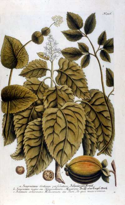Smyrnium Cretium perfoliatum - Maceron de Crete or Maceron perfolia.J. W. Weinmannのハーバリウムから採取したプレート。 作： Johann Wilhelm Weinman