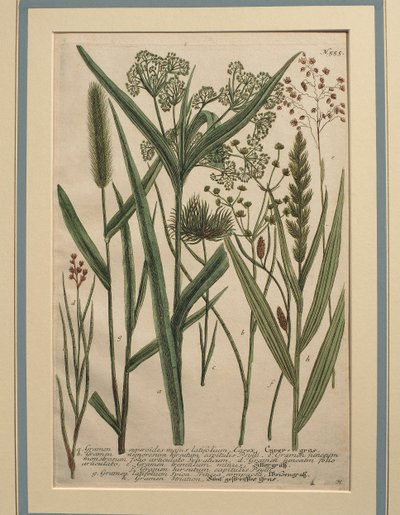 バミューダ グラス (Cynodon dactylon)、着色された彫刻 作： Johann Wilhelm Weinmann