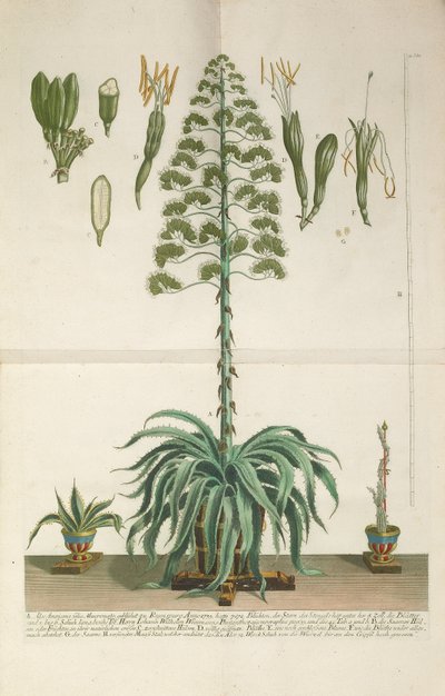 アロエ アメリカーナ フォリオ マクロナートの彫刻とメゾチント プレート、c. 1735-1737 作： Johann Wilhelm Weinmann