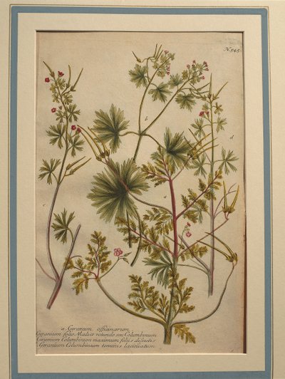 ハーブ ロバート (ゼラニウム robertianum)、着色された彫刻 作： Johann Wilhelm Weinmann