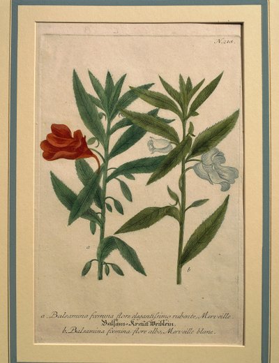 インパチェンス、カラー彫刻 作： Johann Wilhelm Weinmann