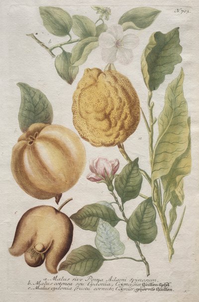 Phytanthoza iconographia: No. 703. 作： Johann Wilhelm Weinmann
