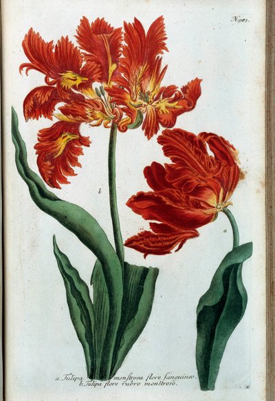 赤いチューリップ。 植物ボード 作： Johann Wilhelm Weinmann