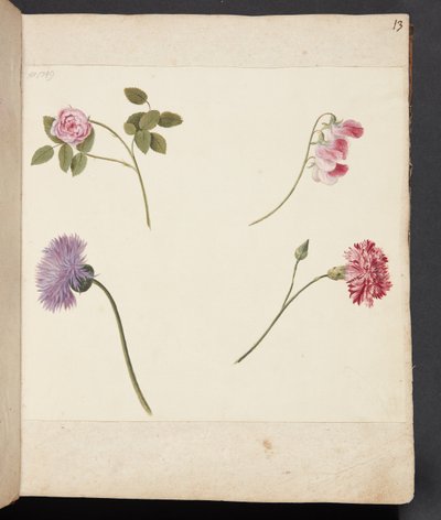 花の研究 作： Johanna Fosie