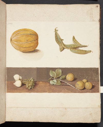 果物と野菜の研究 作： Johanna Fosie