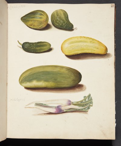 野菜の研究 作： Johanna Fosie