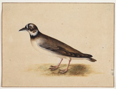 鳥 作： Johannes Bronckhorst