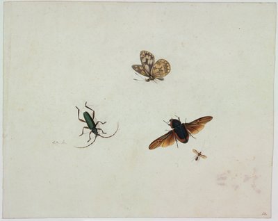4つの昆虫、17世紀の終わり。 作： Johannes Bronkhorst