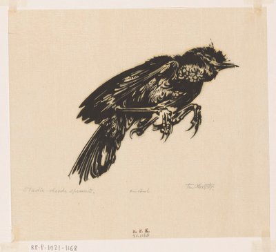 死んだムクドリ (オブジェクトの元のタイトル) 作： Johannes Frederik Engelbert ten Klooster (signed by artist)