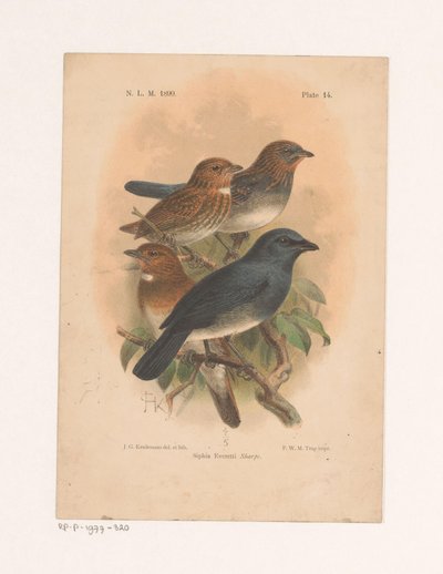枝に 4 羽の鳥 シフィア・エヴェレッティ・シャープ (オブジェクトのタイトル) 作： Johannes Gerardus Keulemans