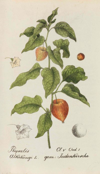 スイスの植物のコレクション、1825-1846。 作： Johannes Jacob Hegetschweiler