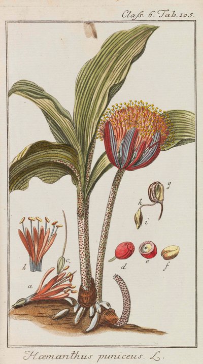 美しく希少な植物のセレクション、1795-1798。 作： Johannes Zorn