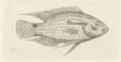 熱帯魚 Chromis epse 作： Johannes le Francq van Berkhey