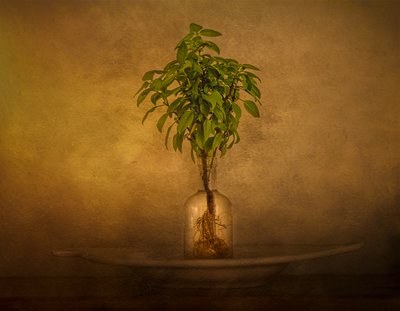 根付きの植物の静物画 作： John-Mei Zhong