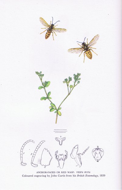Anchor Faced or Red Wasp, Nature in Britain (Collins社) 作： John (after) Curtis