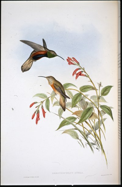 アデラのヒルスター（Oreotrochilus Adela）（手彩色リトグラフ 作： John (after) Gould