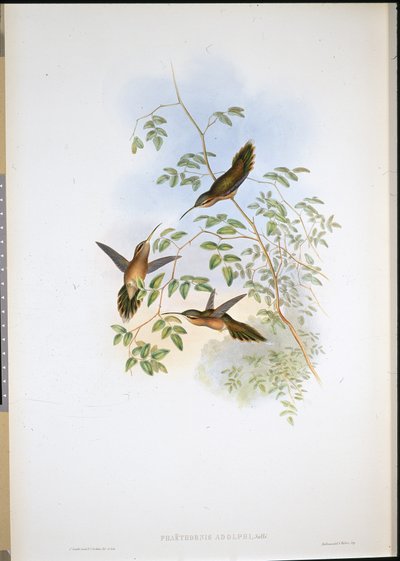 アドルフの仙人（Phaethornis Adolphi）（手彩色リトグラフ 作： John (after) Gould