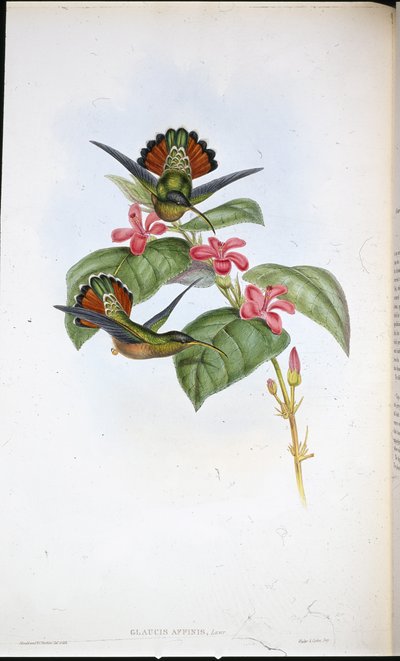アライド・ハーミット（Glaucis affinis）（手彩色リトグラフ 作： John (after) Gould