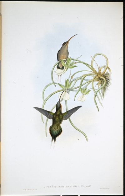 アライド・ハーミット（Phaethornis Fraterculus）（手彩色リトグラフ 作： John (after) Gould