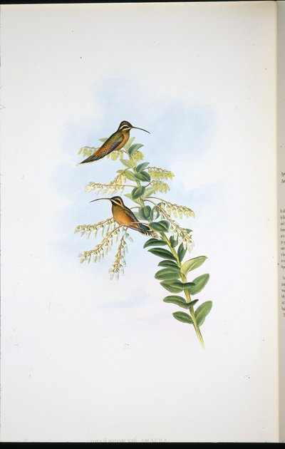 Amaura Hermit（Phaethornis Amaura）（手彩色リトグラフ 作： John (after) Gould